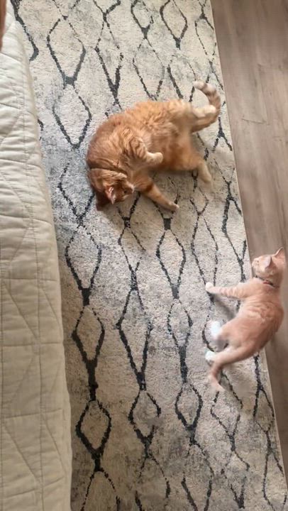 Enlarge Elmo "Mo Mo", a Adopted American Shorthair in Ladonia, TX video 4/5