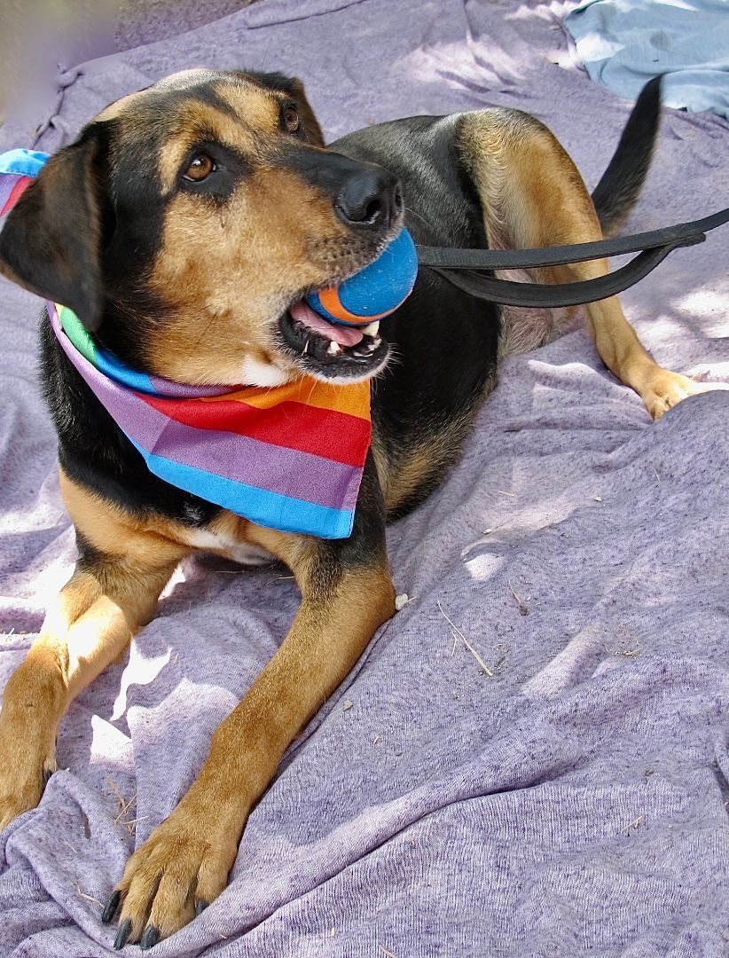 Emily, a Adoptable mixed breed in Lago Vista, TX image 2/3