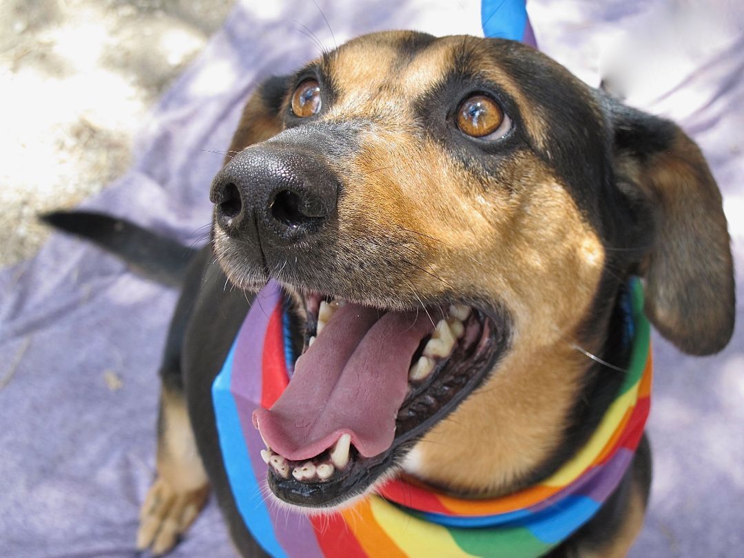 Emily, a Adoptable mixed breed in Lago Vista, TX image 1/3