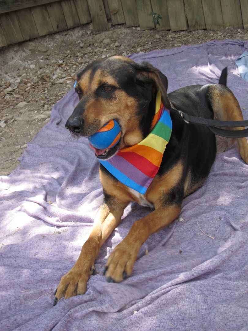 Emily, a Adoptable mixed breed in Lago Vista, TX image 3/3