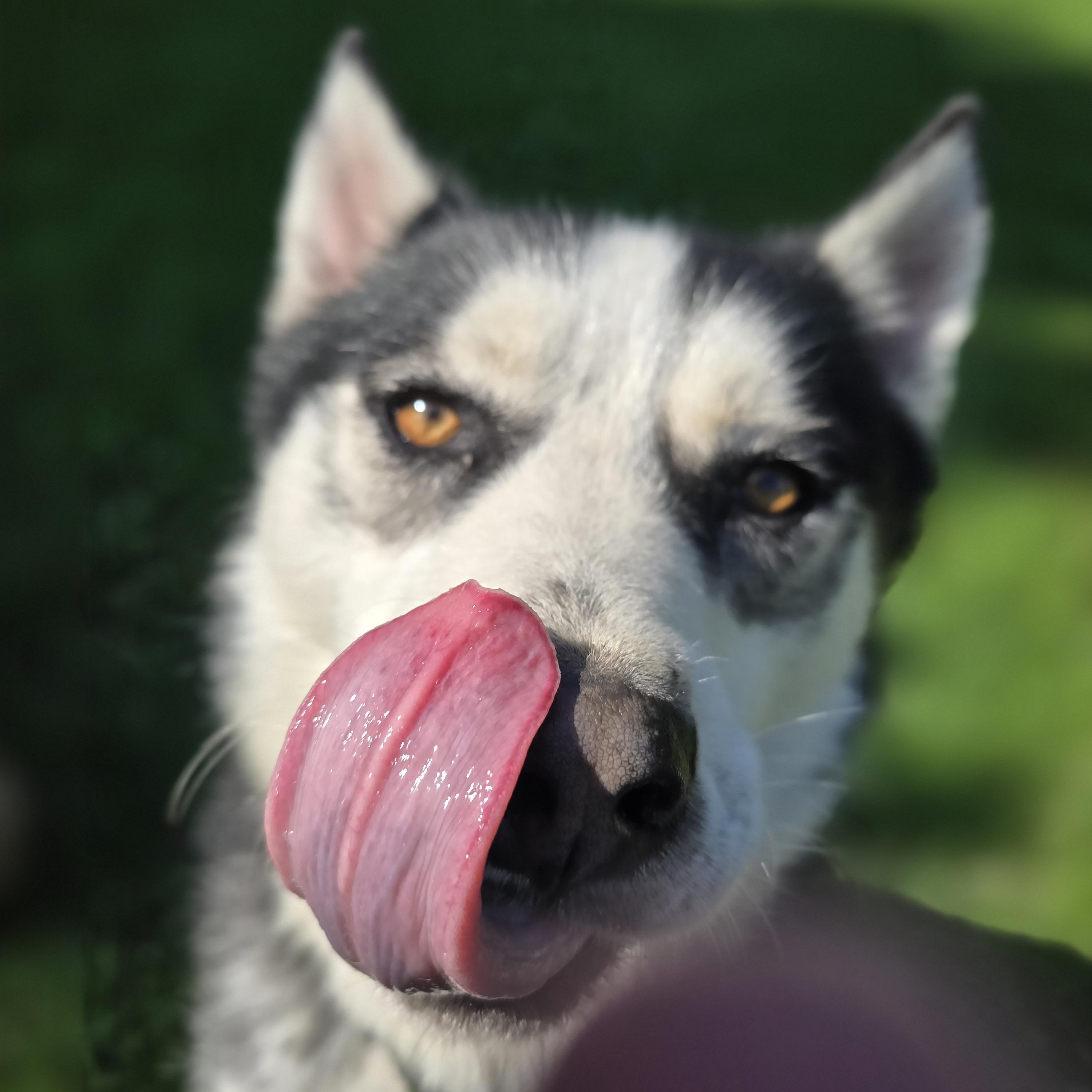 Joey, 3 years old, Adoptable, Adult Male Siberian Husky.