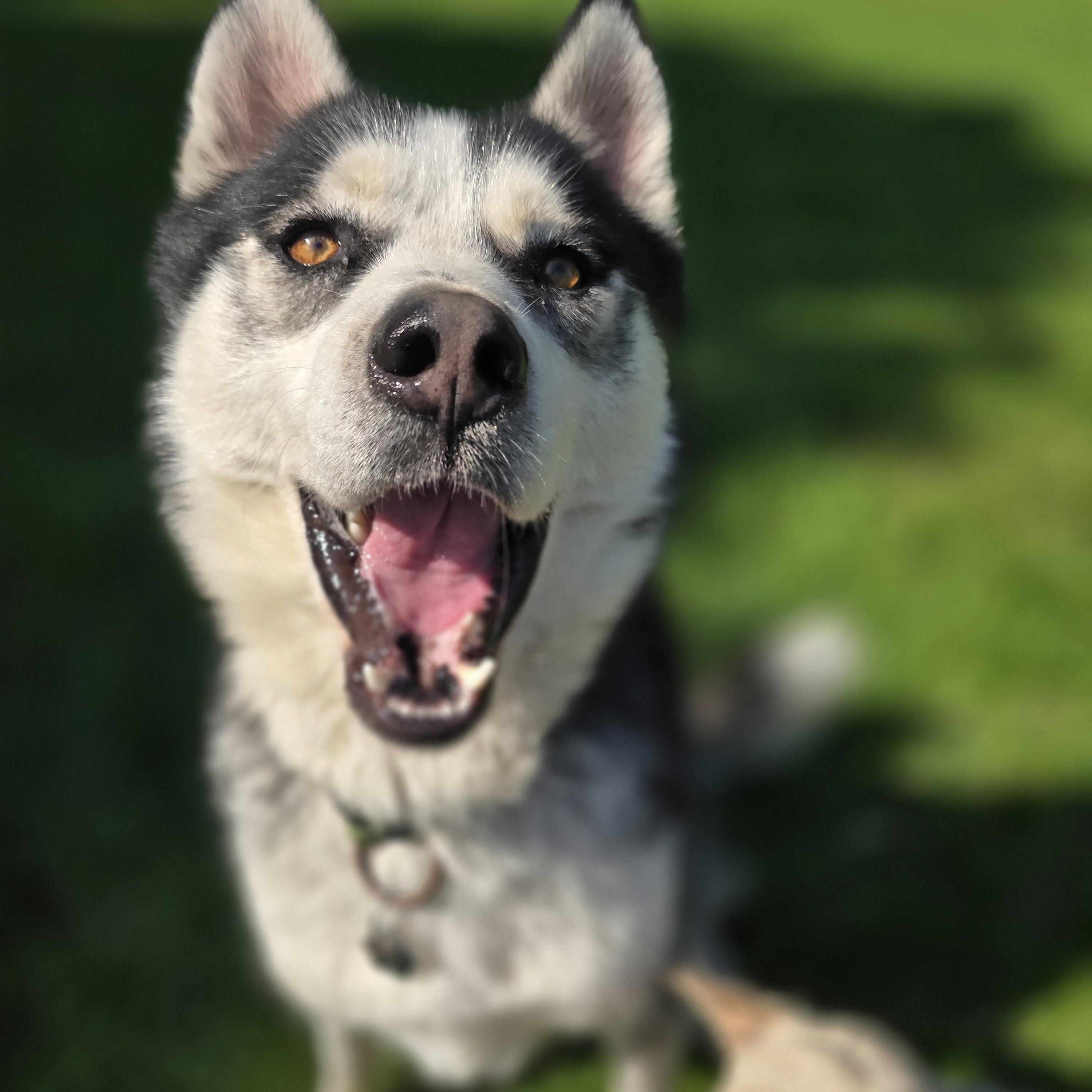 Enlarge Joey, 3 years old, a Adoptable Siberian Husky in Lucknow, ON image 3/6