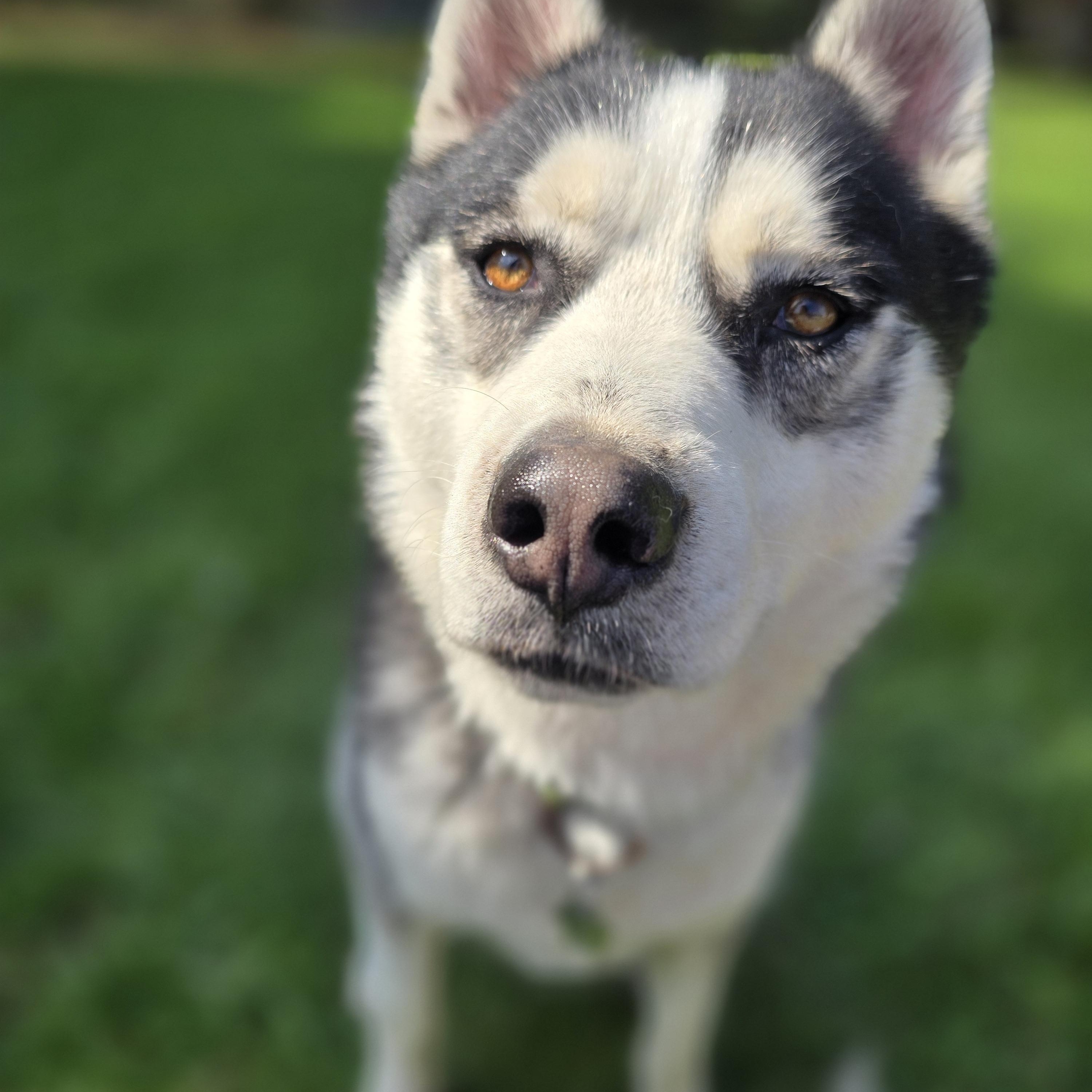Enlarge Joey, 3 years old, a Adoptable Siberian Husky in Lucknow, ON image 6/6