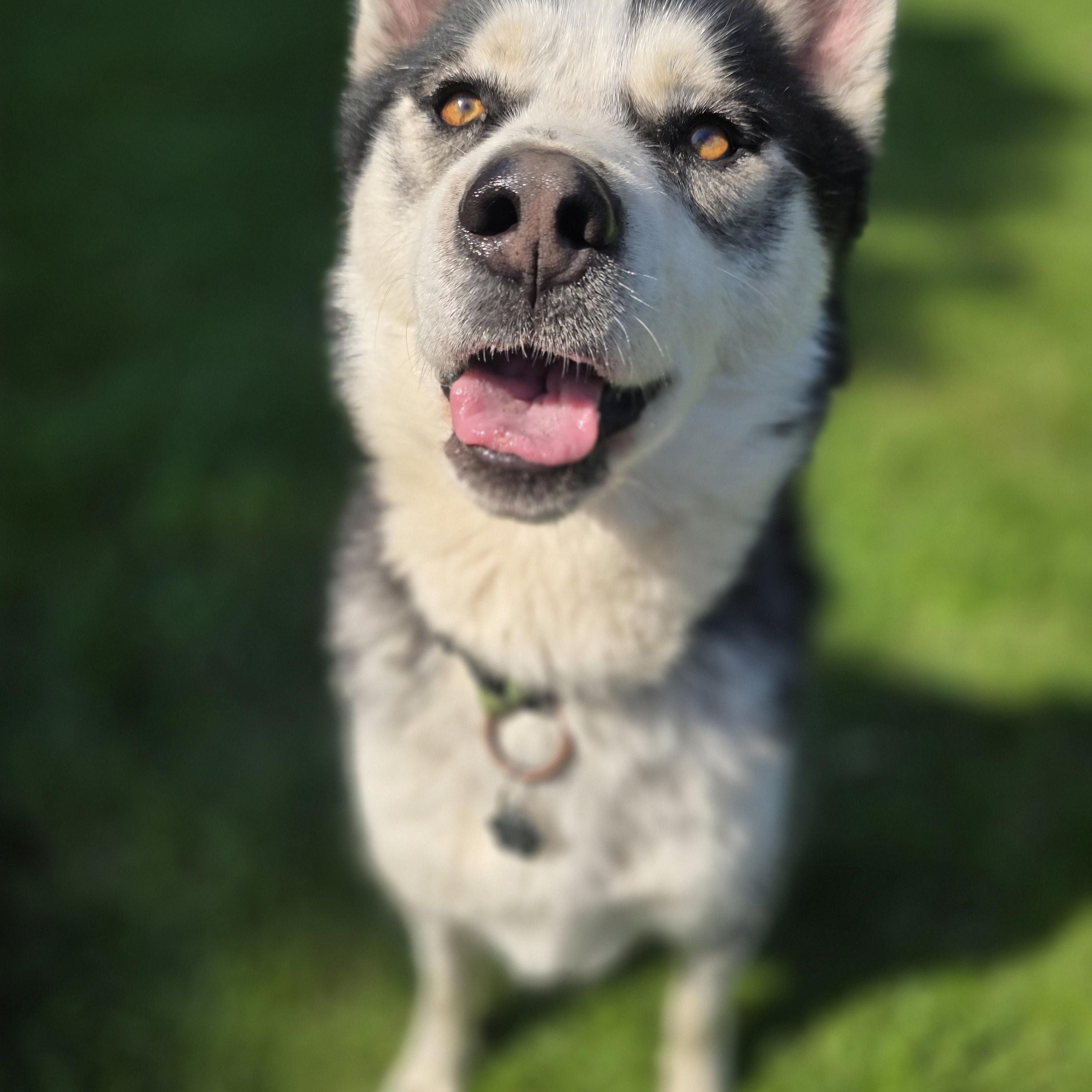 Enlarge Joey, 3 years old, a Adoptable Siberian Husky in Lucknow, ON image 4/6
