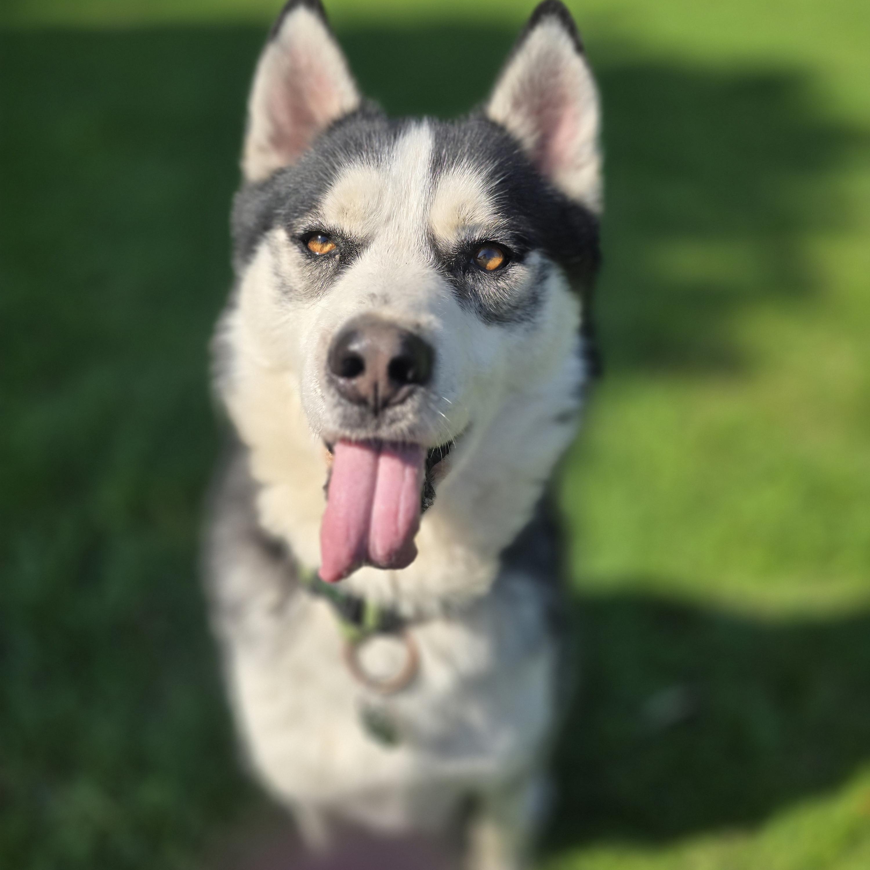 Enlarge Joey, 3 years old, a Adoptable Siberian Husky in Lucknow, ON image 2/6