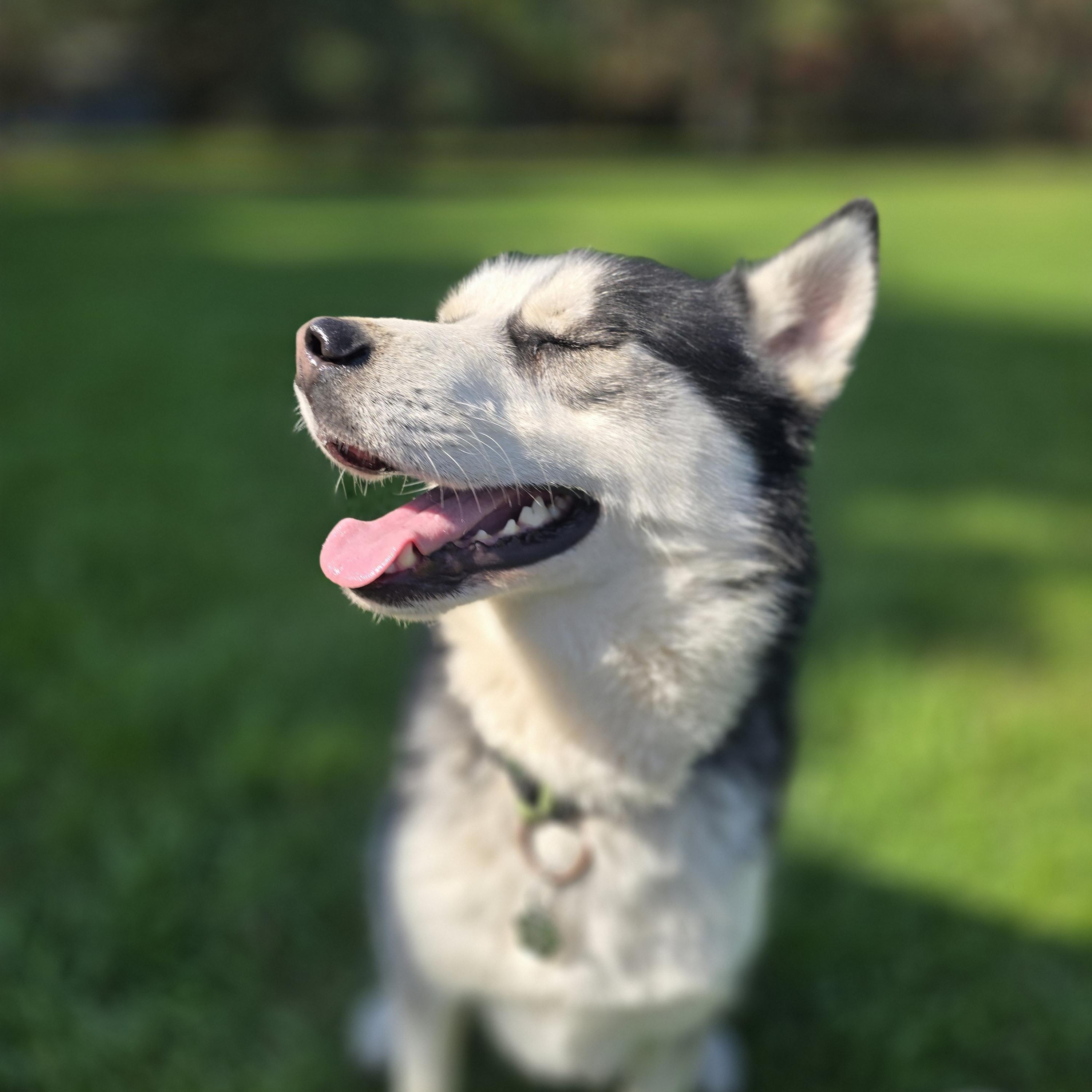 Enlarge Joey, 3 years old, a Adoptable Siberian Husky in Lucknow, ON image 5/6