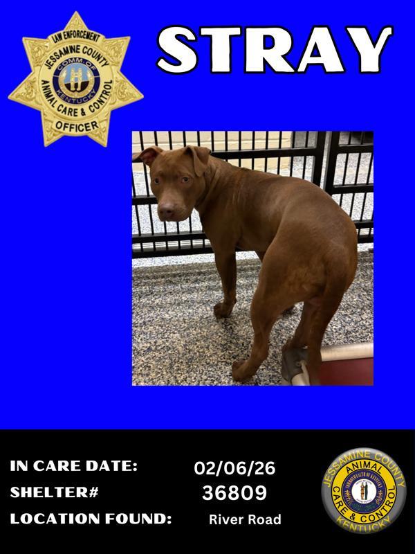 Rory, a Adoptable mixed breed in Nicholasville, KY image 1/2