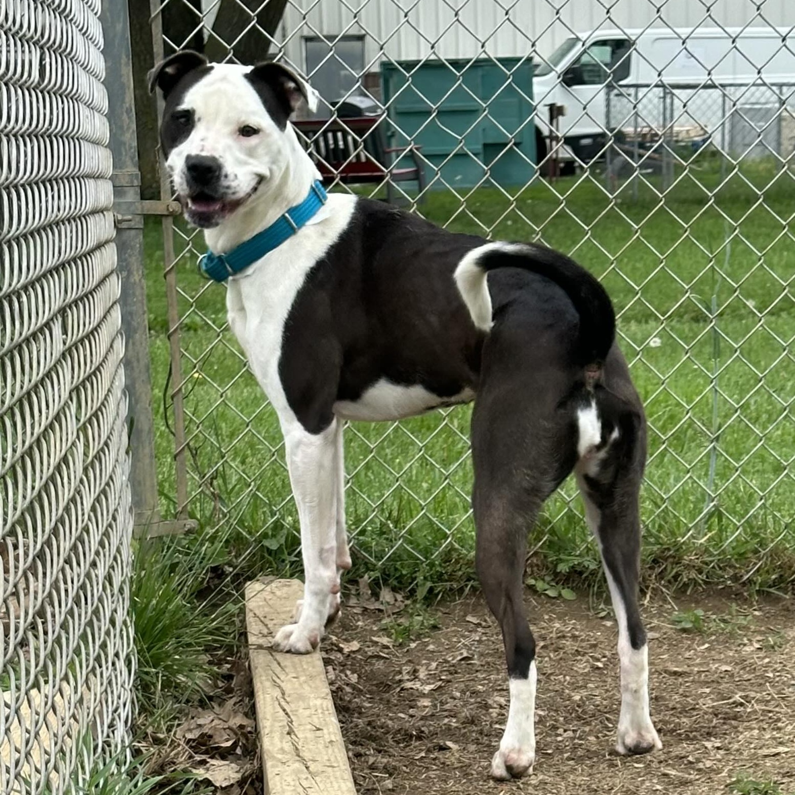 Dog for adoption Mia, a Terrier in Elyria, OH Petfinder