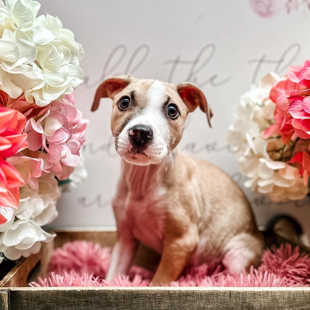 Arrow, Adoptable, Puppy Male American Staffordshire Terrier.