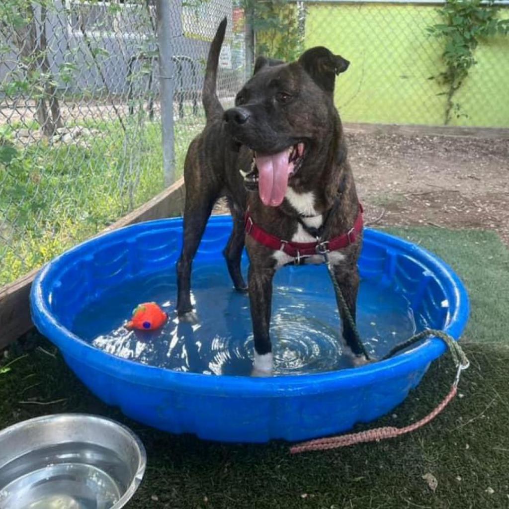 Eldorado thumbnail 4