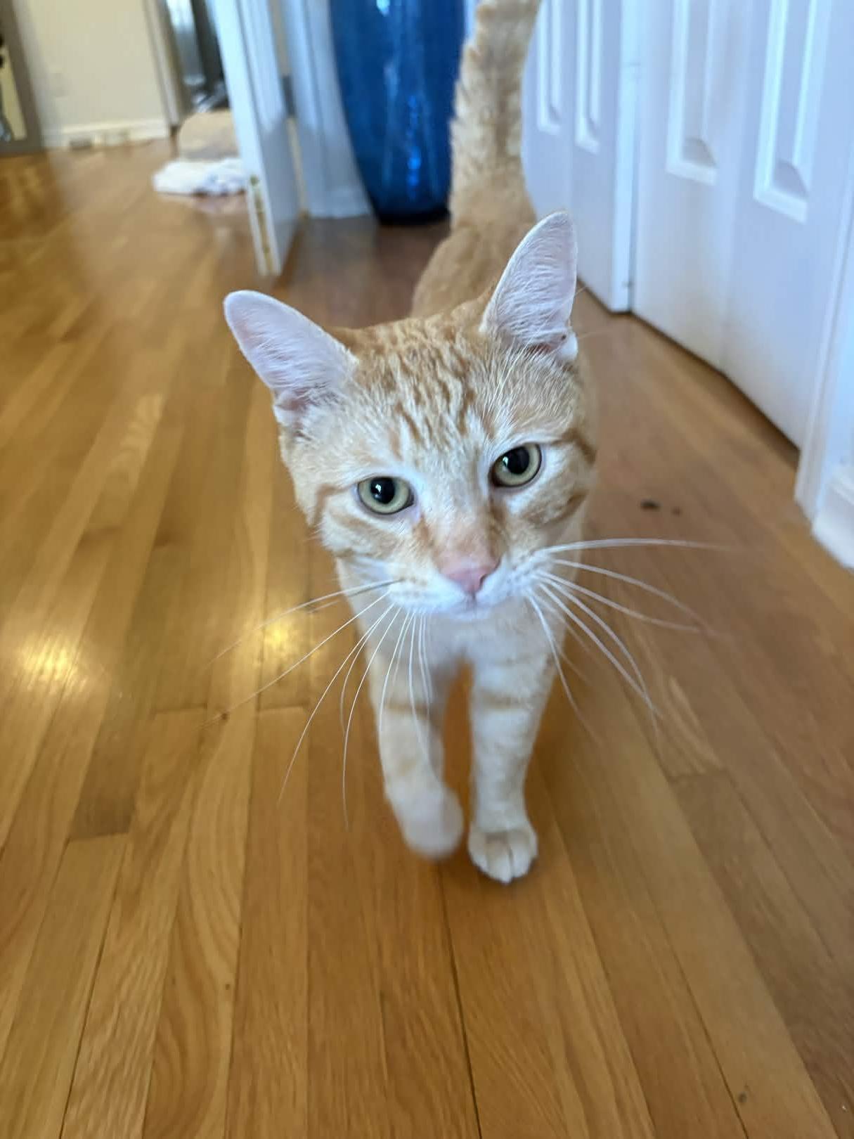 Enlarge Jesse (FIV+), a Adoptable Domestic Short Hair in Weehawken, NJ image 3/5