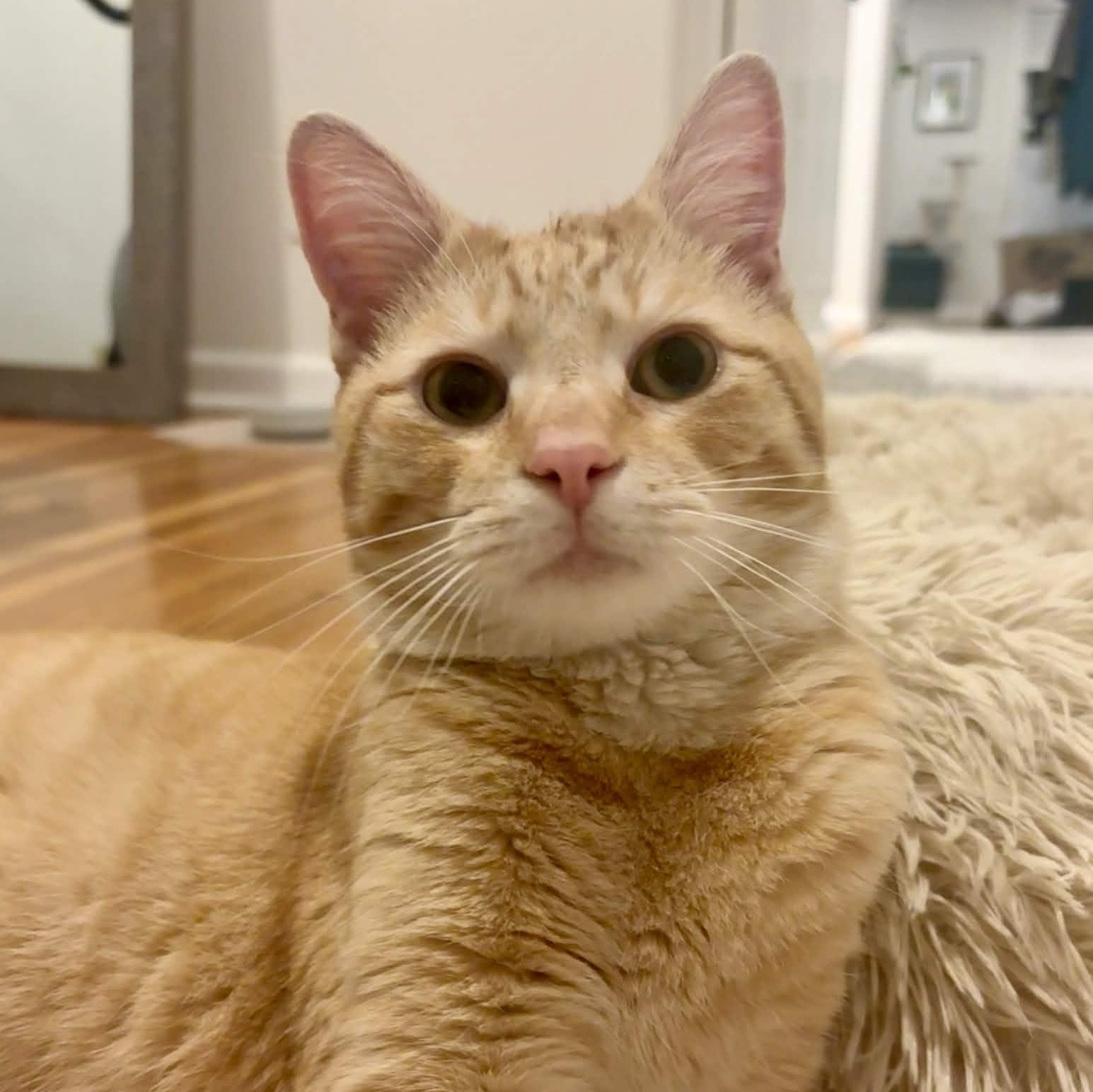 Enlarge Jesse (FIV+), a Adoptable Domestic Short Hair in Weehawken, NJ image 1/5