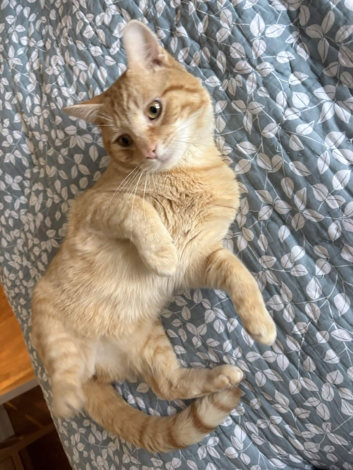 Enlarge Jesse (FIV+), a Adoptable Domestic Short Hair in Weehawken, NJ image 5/5