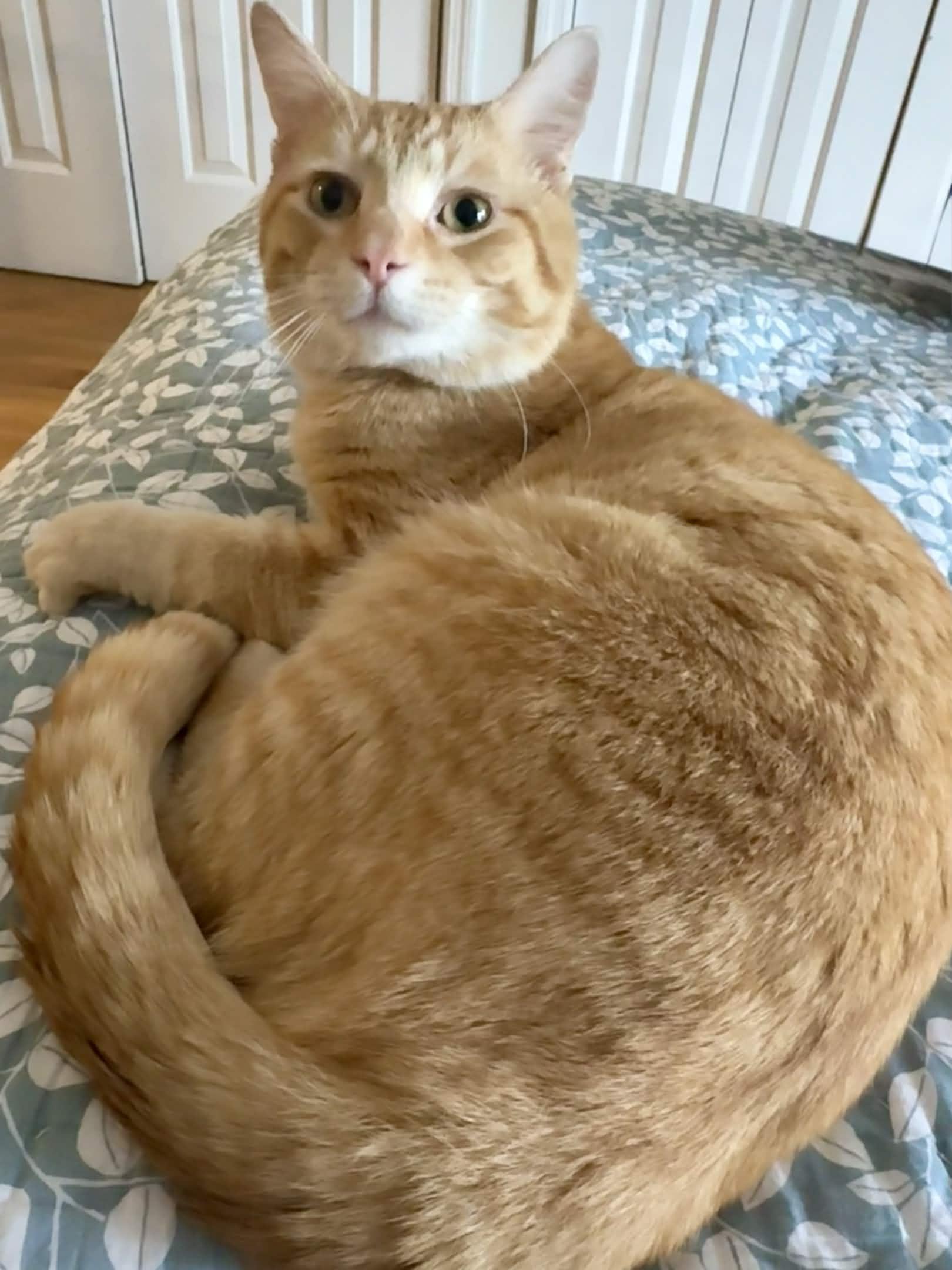 Enlarge Jesse (FIV+), a Adoptable Domestic Short Hair in Weehawken, NJ image 2/5