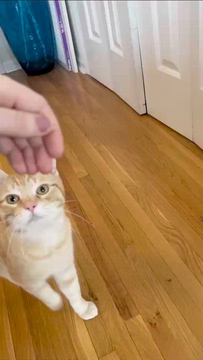 Enlarge Jesse (FIV+), a Adoptable Domestic Short Hair in Weehawken, NJ video 4/5