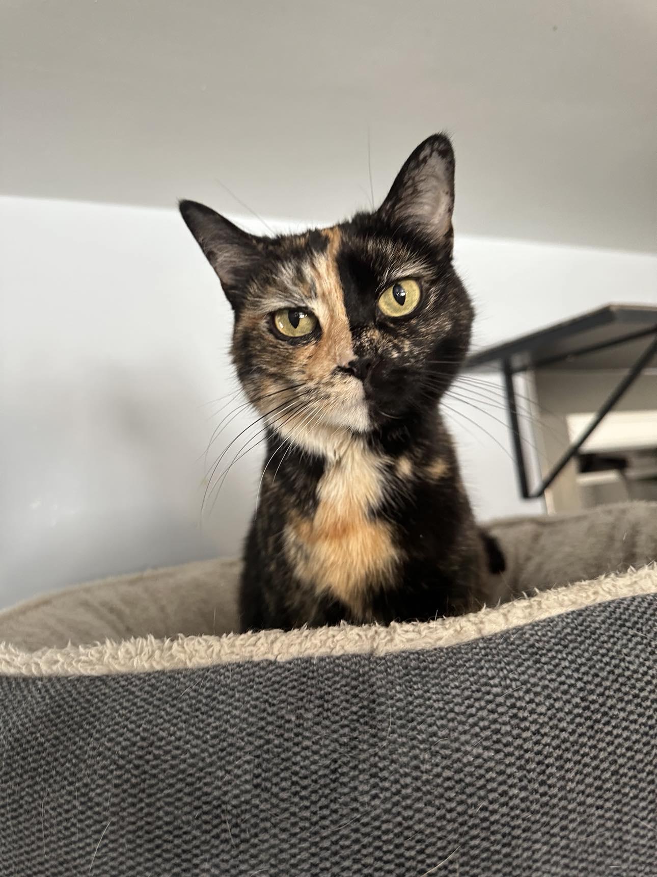 Sparkly Girl, a Adoptable mixed breed in Cincinnati, OH image 1/3
