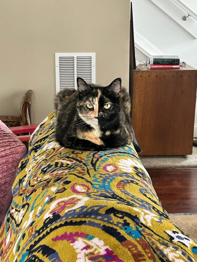 Sparkly Girl, a Adoptable mixed breed in Cincinnati, OH image 2/3