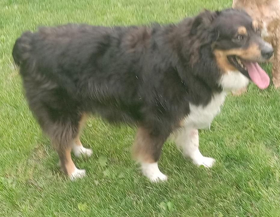 Indy, Adopted, Adult Male Australian Shepherd.