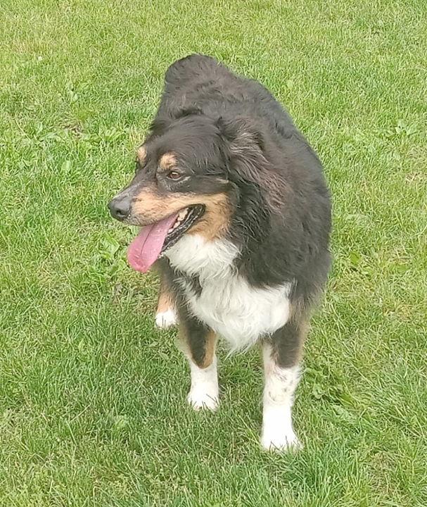 Indy, a Adopted Australian Shepherd in Fort Wayne, IN image 2/3