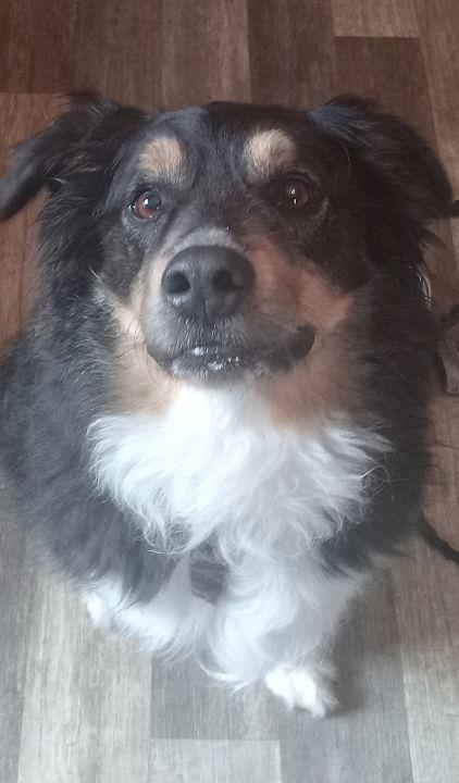 Indy, a Adopted Australian Shepherd in Fort Wayne, IN image 3/3