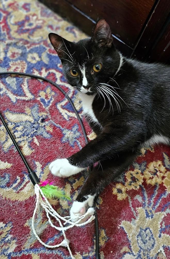 Enlarge Seven, a Adoptable Domestic Short Hair in Warren, CT image 2/6