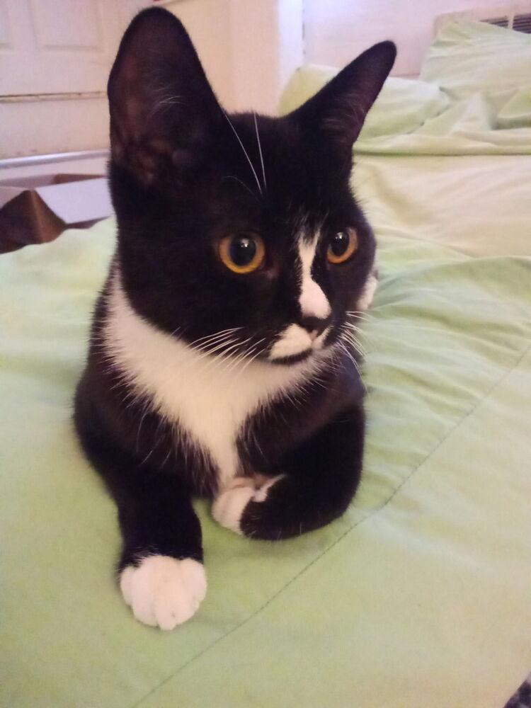 Enlarge Seven, a Adoptable Domestic Short Hair in Warren, CT image 3/6