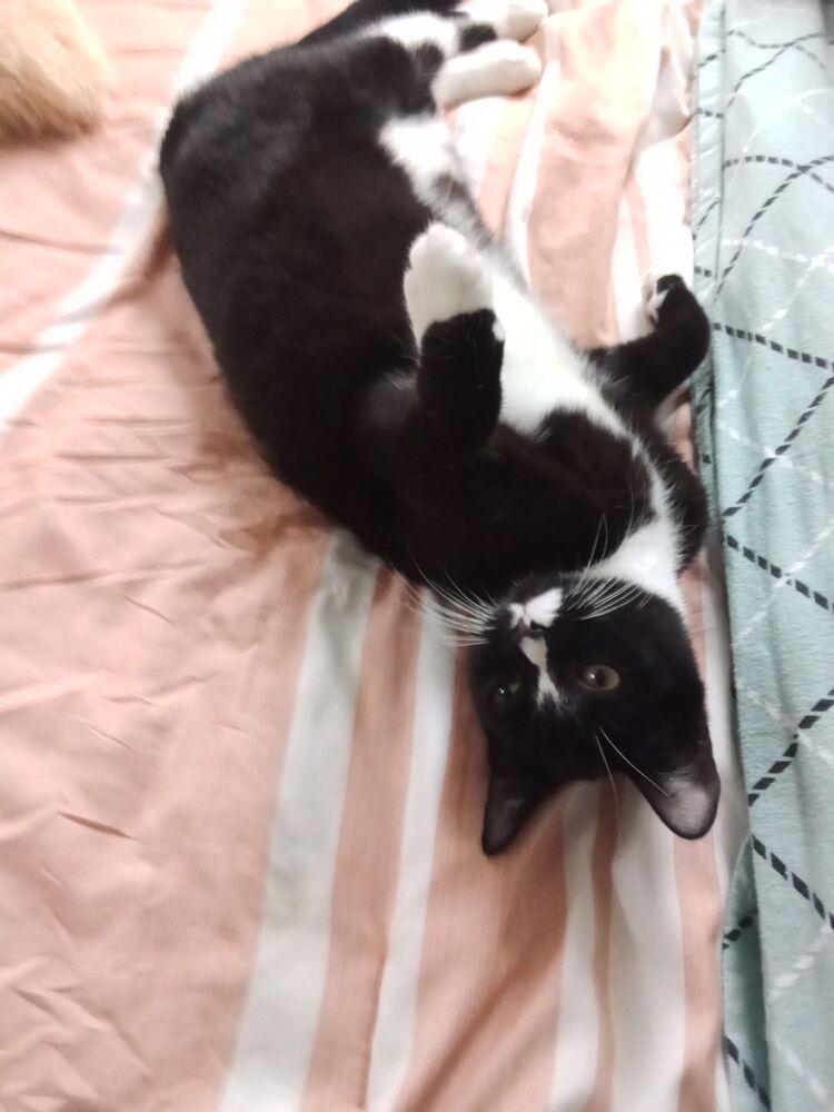 Enlarge Seven, a Adoptable Domestic Short Hair in Warren, CT image 4/6