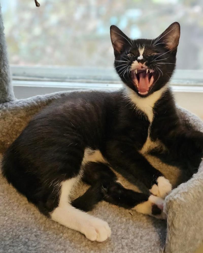 Enlarge Seven, a Adoptable Domestic Short Hair in Warren, CT image 5/6