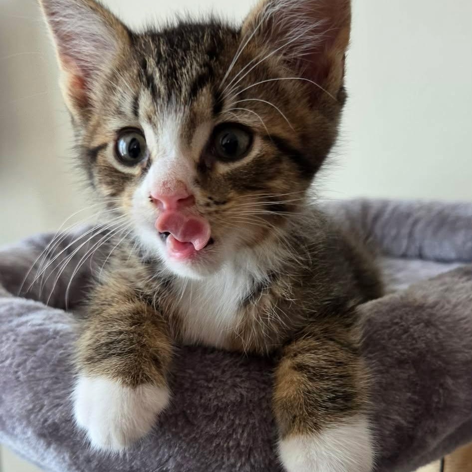 Enlarge Flint, an adopted Tabby in New Bedford, MA image 1/1