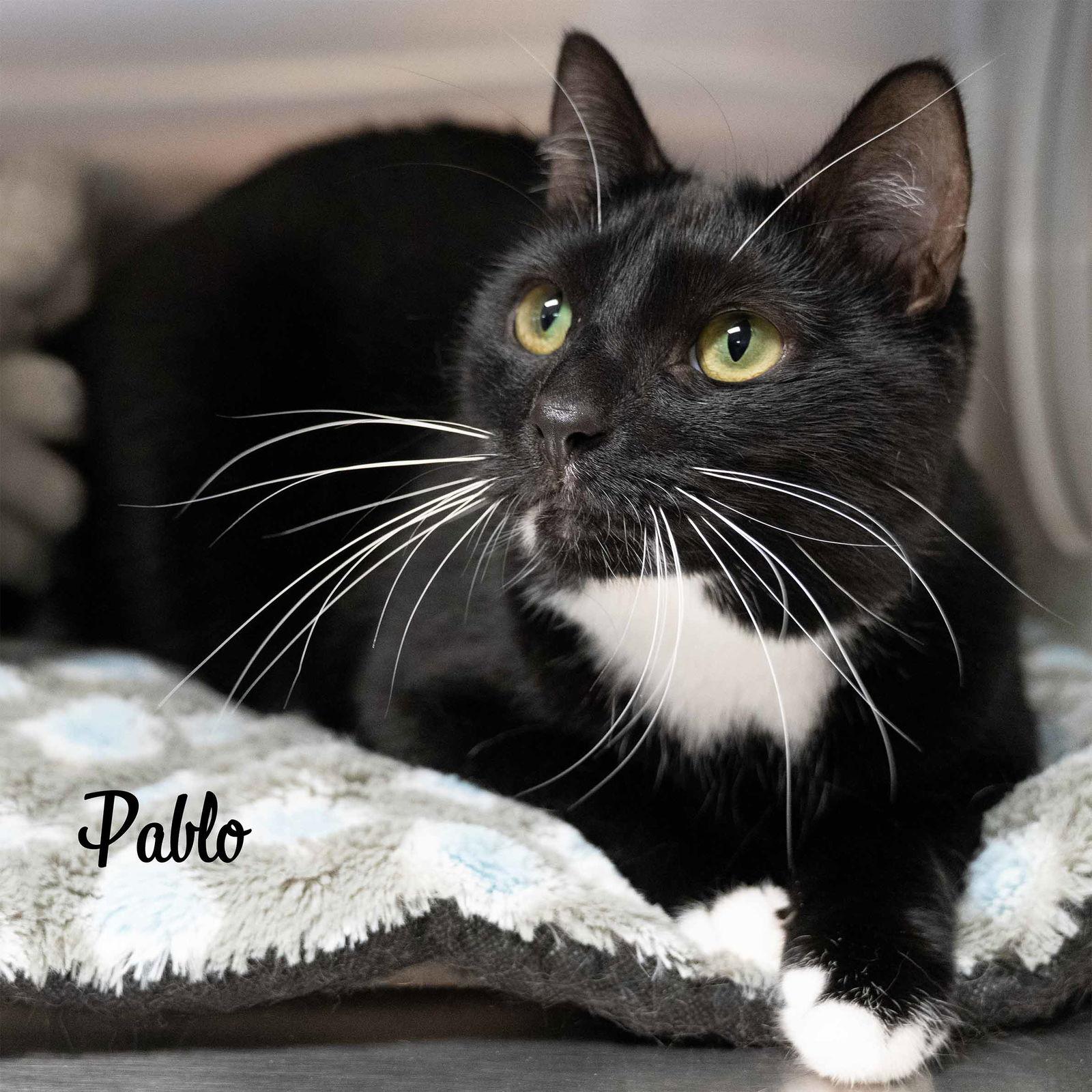 Pablo, Adoptable, Young Male Domestic Short Hair.