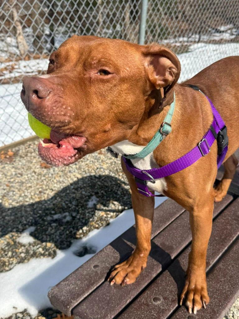 Reese, Adoptable, Adult Male American Staffordshire Terrier.