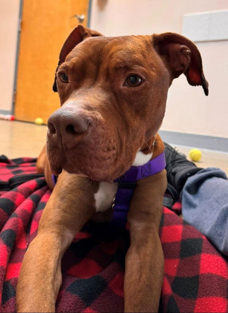 Enlarge Reese, a Adoptable American Staffordshire Terrier in Sayreville, NJ image 2/3