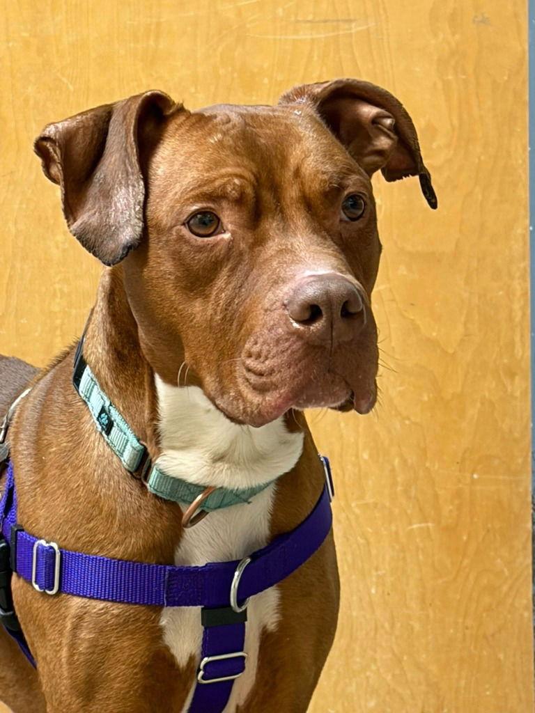 Enlarge Reese, a Adoptable American Staffordshire Terrier in Sayreville, NJ image 3/3