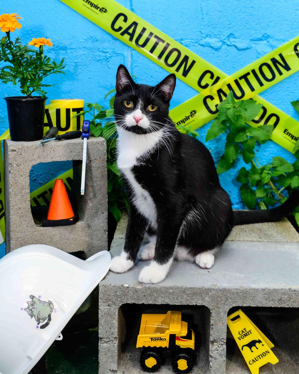 Enlarge String, a Adoptable mixed breed in Jefferson, LA image 3/5