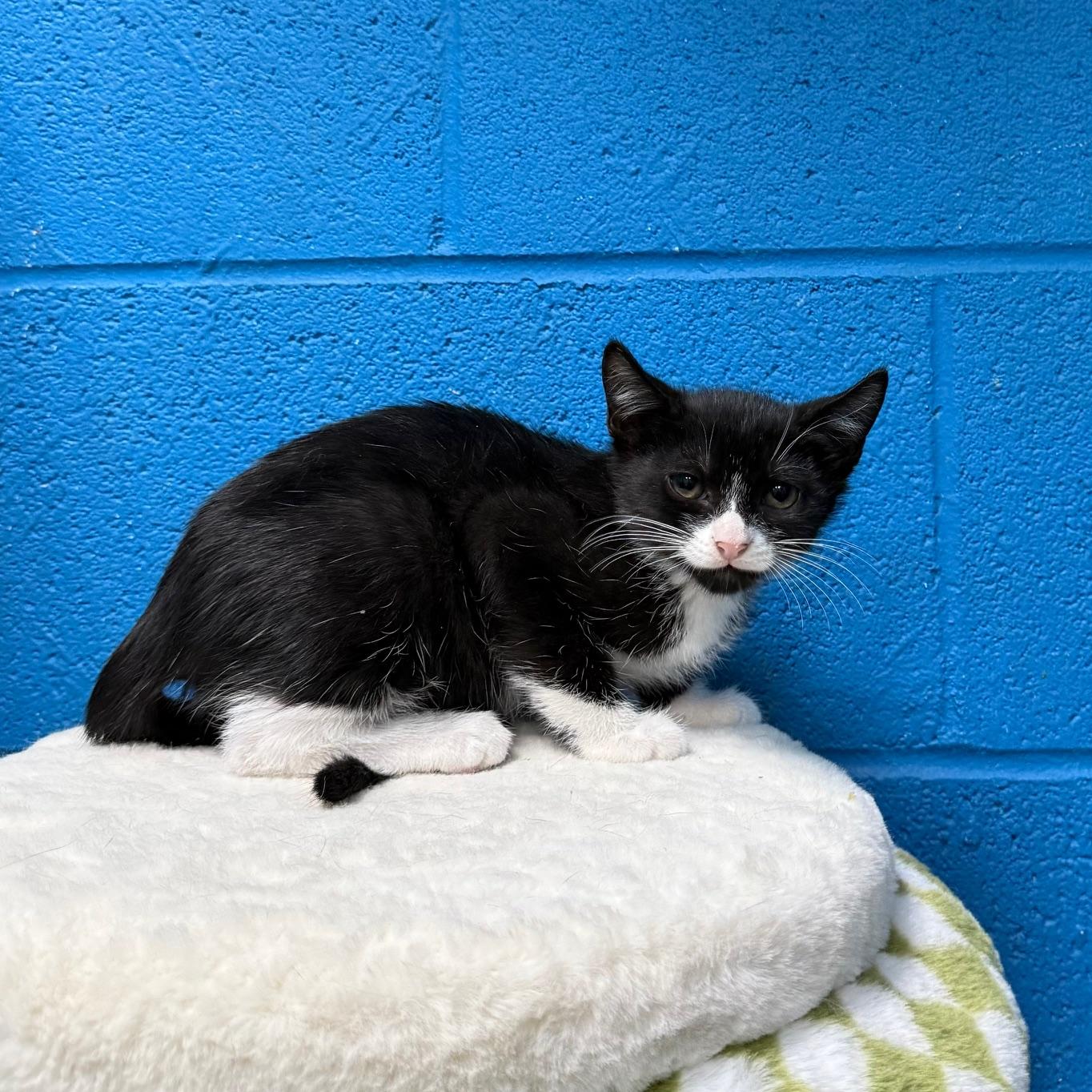 String, Adoptable, Kitten Male Tuxedo.