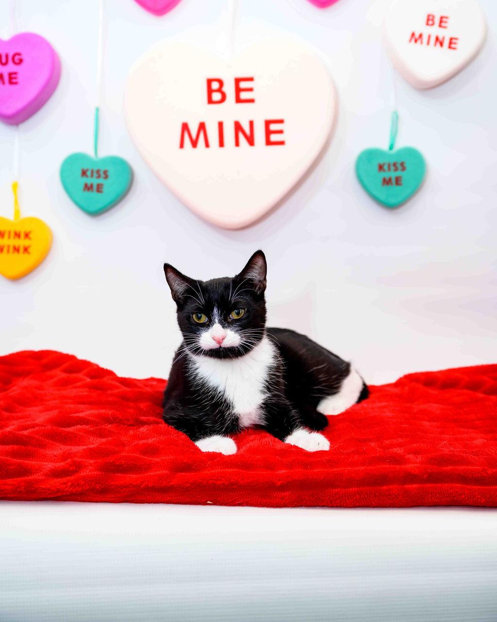 String, Adoptable, Kitten Male Tuxedo.