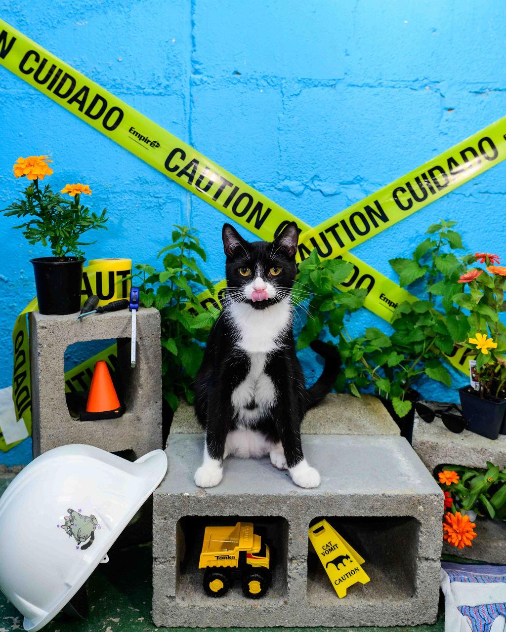 String, Adoptable, Kitten Male Tuxedo & Domestic Short Hair.
