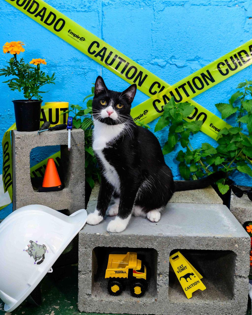 Enlarge String, a Adoptable mixed breed in Jefferson, LA image 2/5