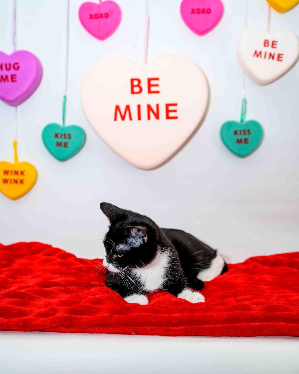 String, a Adoptable mixed breed in Jefferson, LA image 3/4