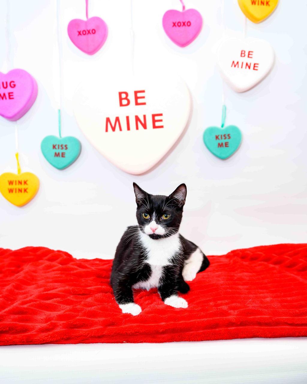 String, a Adoptable mixed breed in Jefferson, LA image 2/4