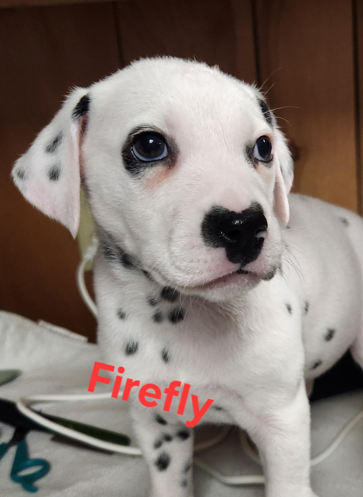 Enlarge Firefly, an adopted Dalmatian in North Augusta, SC image 1/3
