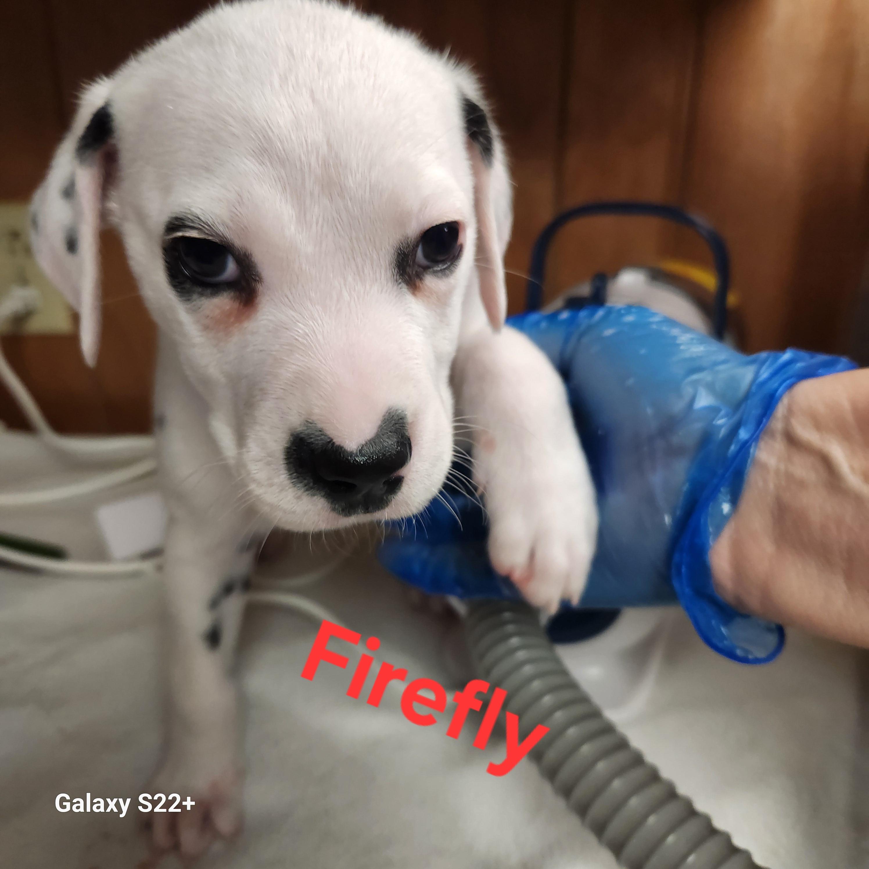 Enlarge Firefly, an adopted Dalmatian in North Augusta, SC image 2/3