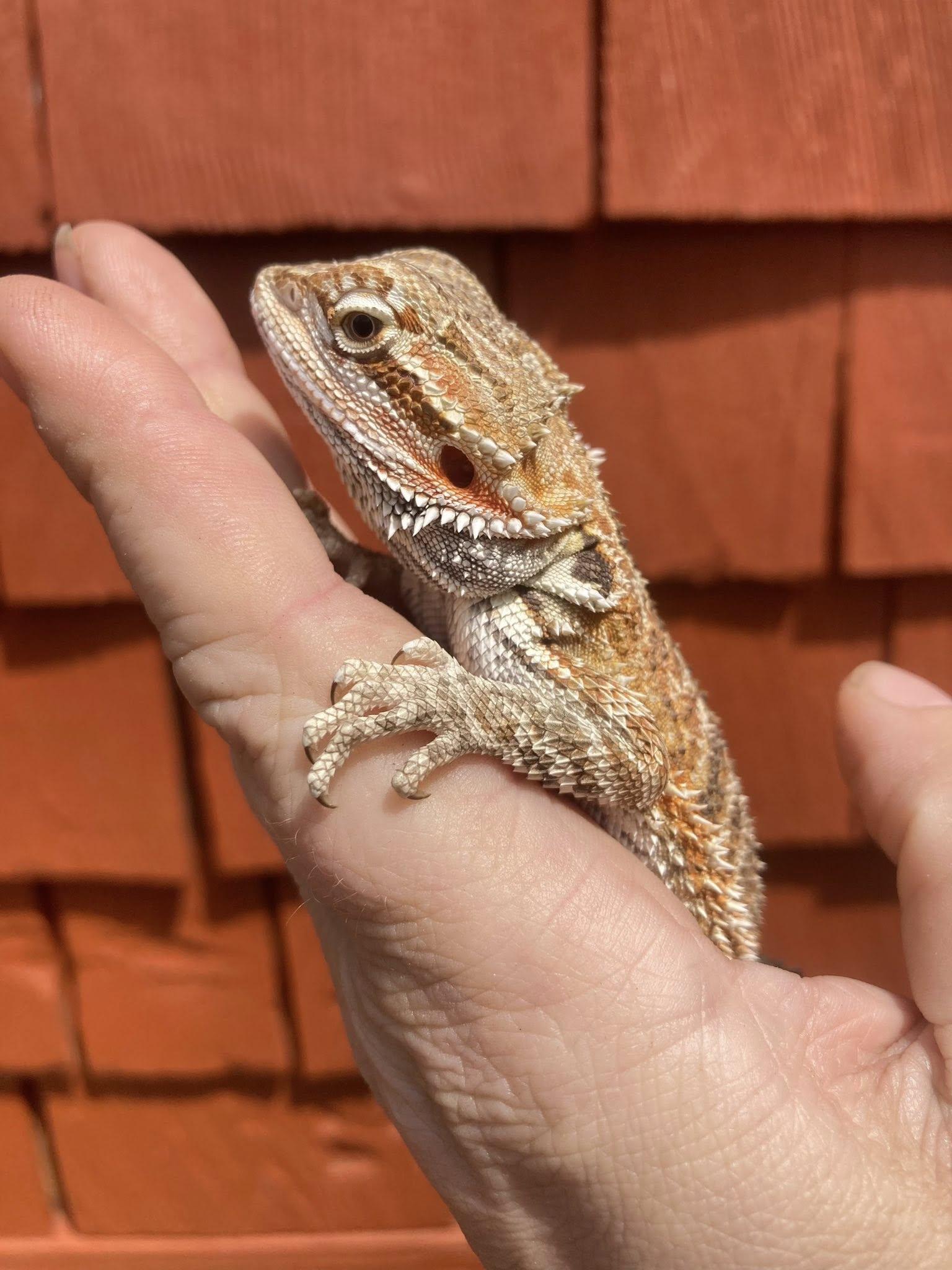 Enlarge Nibbles, a ADOPTABLE Bearded Dragon in Palmerton, PA image 4/4