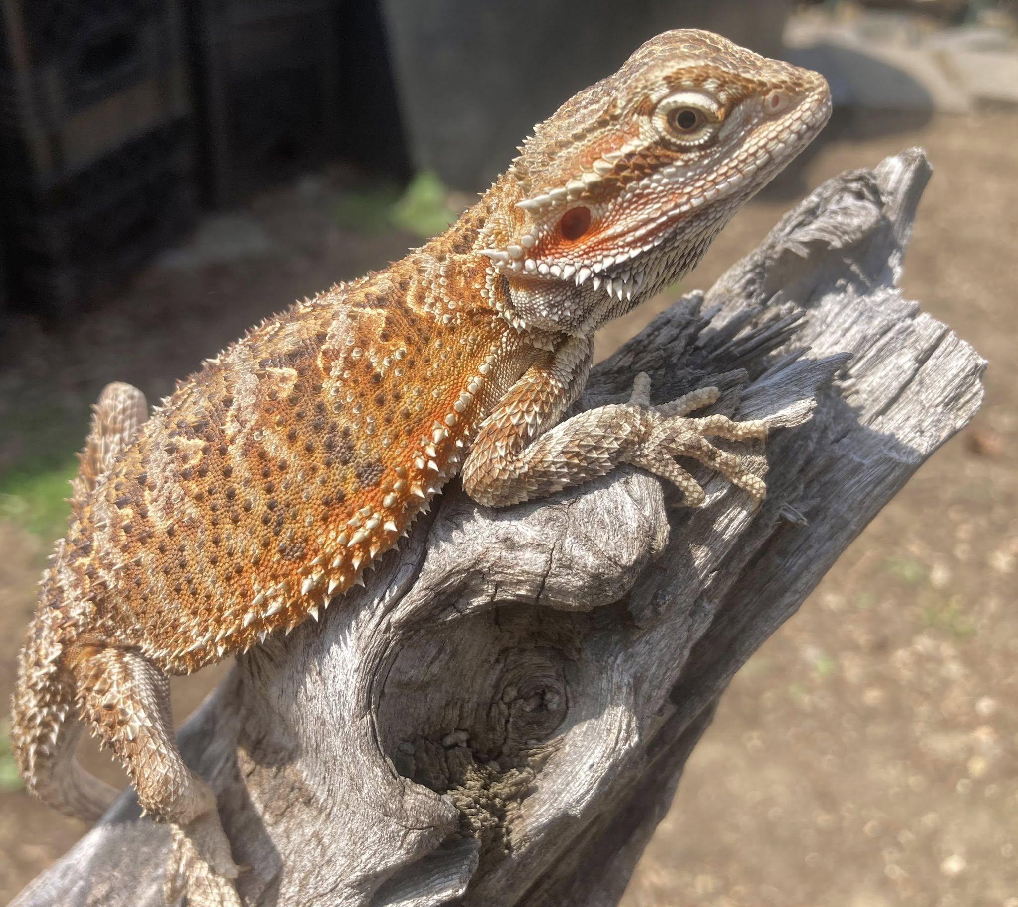 Nibbles, ADOPTABLE, Young Female Bearded Dragon.