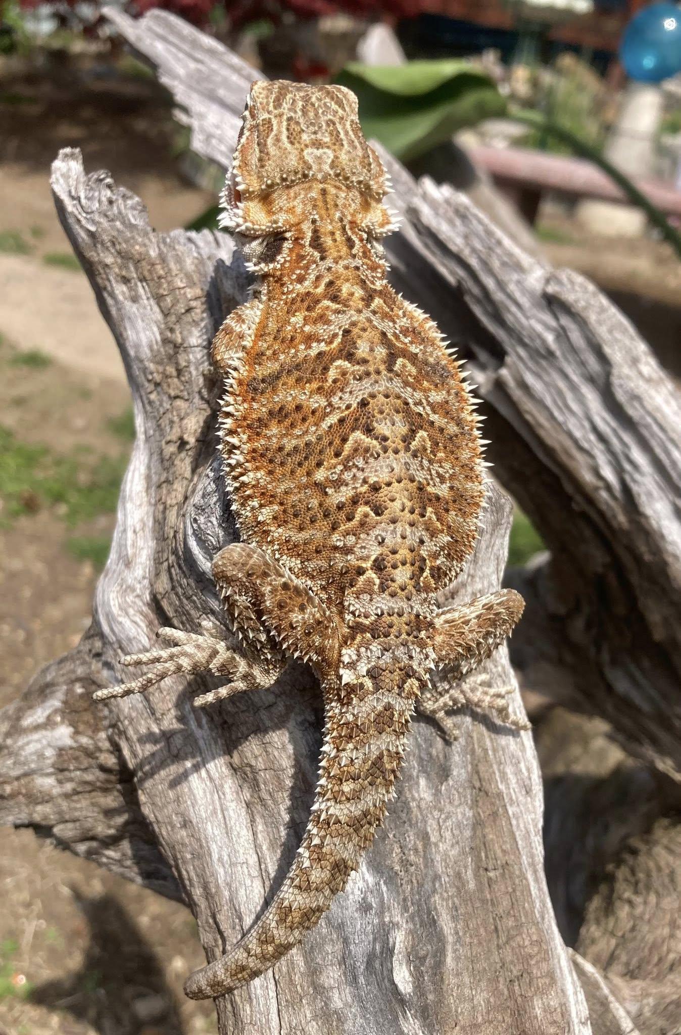 Enlarge Nibbles, a ADOPTABLE Bearded Dragon in Palmerton, PA image 3/4