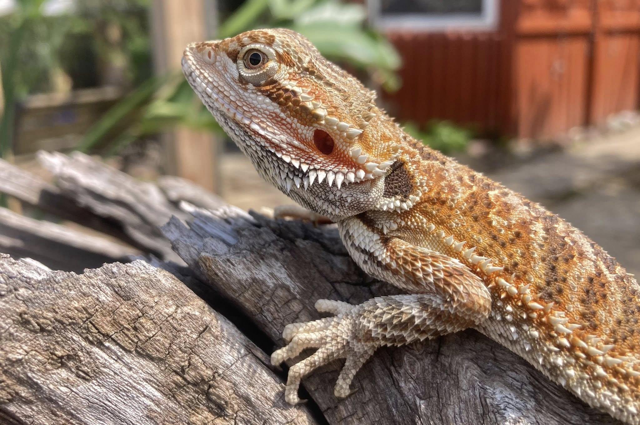 Enlarge Nibbles, a ADOPTABLE Bearded Dragon in Palmerton, PA image 2/4