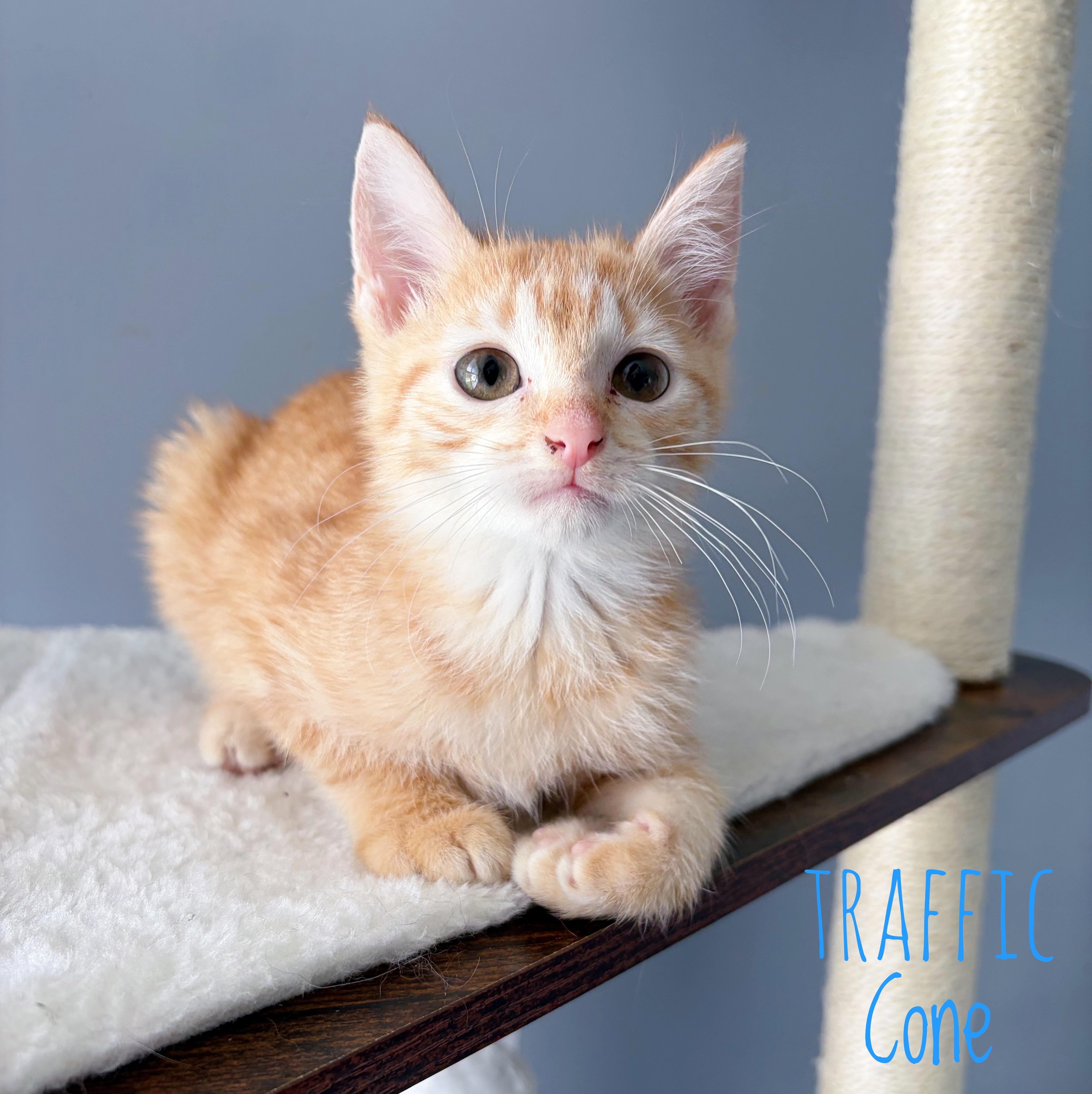 Traffic Cone, adoptable, Kitten Male Domestic Short Hair.