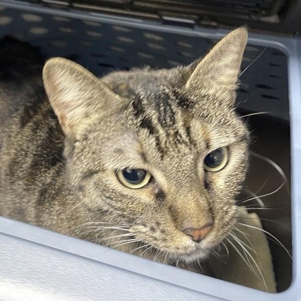 Nirvana, Adoptable, Adult Female Domestic Short Hair.