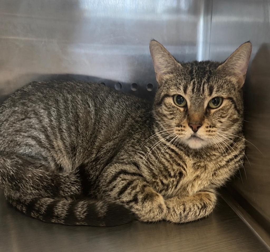 Molly, Adoptable, Young Female Domestic Short Hair.