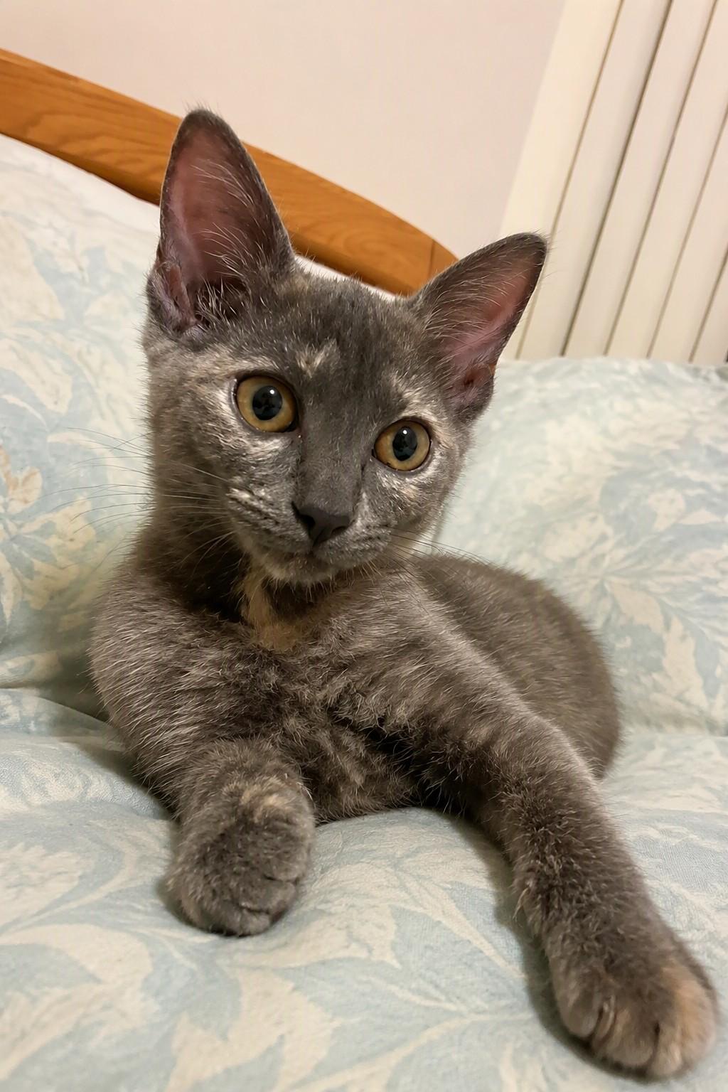 Daphne, adoptable, Kitten Female Dilute Calico.